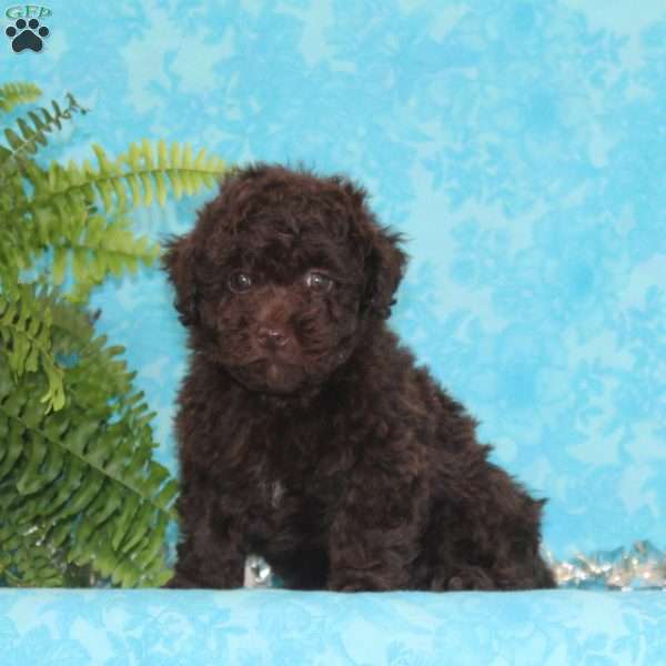Jeff, Toy Poodle Puppy